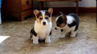 Welsh Corgi Puppies for Sale [upl. by Anohr]