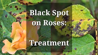 Black Spot Roses Treatment [upl. by Ert34]