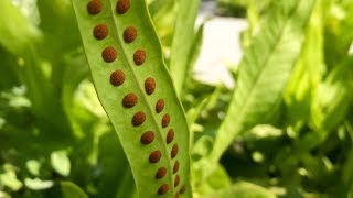 Propagating Ferns from Spores – Family Plot [upl. by Ava]