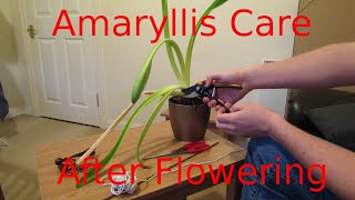 Amaryllis Care After Flowering [upl. by Simaj]