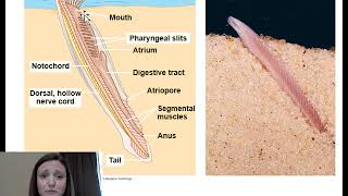 Intro to Phylum Chordata Cephalochordata and Urochordata [upl. by Irmine881]