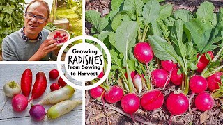 Growing Radishes from Sowing to Harvest [upl. by Furr74]