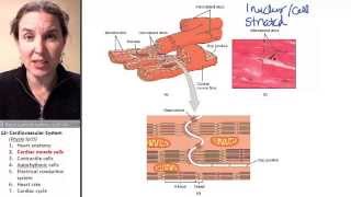 Cardiac Muscle 2 Cells [upl. by Lledal]