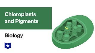 Chapter 7 Part 7  Mitochondria amp Chloroplasts [upl. by Nigen199]