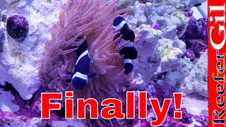 How To Get Clownfish To Host Anemone [upl. by Norehs]