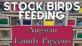 Angwin Family Pigeons  Stock racing Pigeons Feeding program [upl. by Enyluqcaj]