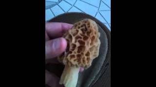 How to Identify A Morel Mushroom  Edible Morels [upl. by Annaitat282]