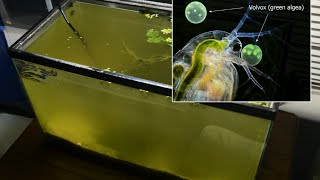 Raising Daphnia for the Freshwater Aquarium [upl. by Lled658]