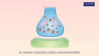 Animation 161 Transmission of nerve impulses between neurones [upl. by Zeculon]