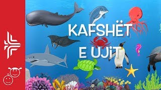 Kafshët e ujit [upl. by Oecile]