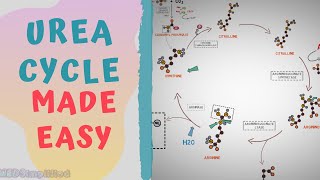 UREA CYCLE MADE EASY 2020  METABOLISMS MADE SIMPLE [upl. by Rihsab]