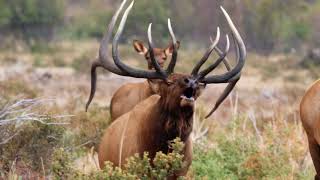 BULL ELK BUGLING ELK RUT 2020 4k [upl. by Aicrag]