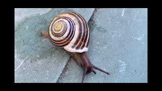 ⭐️Comment fabriquer une escargotière escargot [upl. by Llerad]