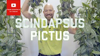 All you need to know about Scindapsus Pictus [upl. by Olympia]