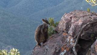 Brushtailed rock wallaby [upl. by Atinaj]