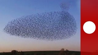 Starling murmuration creates incredible aerial display Israel [upl. by Eisoj644]