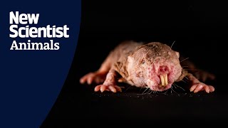 Naked mole rats mimic the dialect of their colony’s queen [upl. by Narhem]