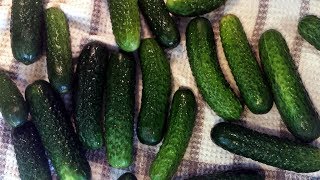 Somewhat Kosher Dill Pickles recipe [upl. by Lavern141]