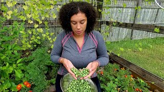 Cucamelon Harvest  Mexican Sour Gherkins [upl. by Kera398]