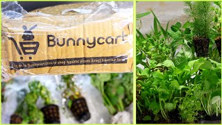 Aquatic Plants Unboxing  Bunnycart Live Aquatic Plants Unboxing [upl. by Shari]