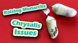 Raising Monarchs  Chrysalis Issues Help The Monarch Butterfly [upl. by Lucien]