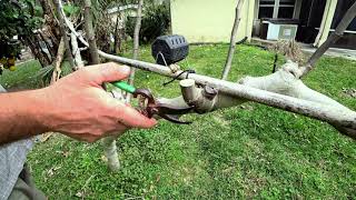 Japanese style pruning fig trees [upl. by Nrol]