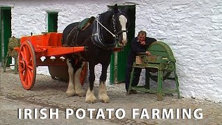 Vintage Potato Farming in Ireland Documentary [upl. by Bruyn]