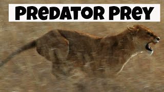 Predator Prey Interactions  Basic Ecology [upl. by Gilbertine]