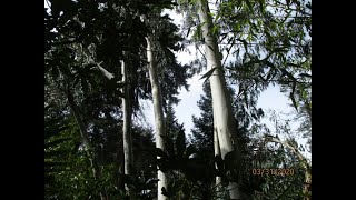 Choosing the Best Eucalyptus tree for your growing zone [upl. by Danuloff]