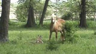 Horse Giving BirthHaflinger Foal at Shady Grove Haflingers [upl. by Ardiedak274]