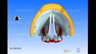 Le larynx  vibration des cordes vocales [upl. by Herbst621]