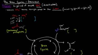 Urea Cycle Part 1 of 5  Overview [upl. by Jessamine676]