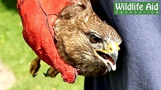 Great Release of a Buzzard [upl. by Roee480]