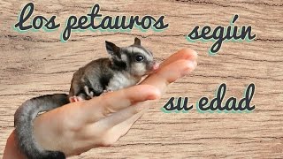 Los petauros sugar glider según su edad Fotos y explicación [upl. by Skylar]