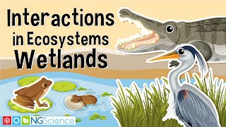 Interactions in Ecosystems – Wetlands [upl. by Oilisab]