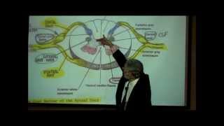 THE SPINAL CORD amp SPINAL TRACTS PART 1 by Professor Fink [upl. by Frieda893]