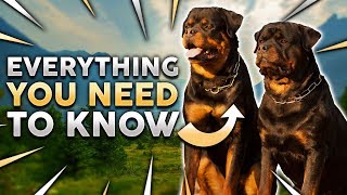 ROTTWEILER 101 Everything You Need To Know About Owning a Rottie Puppy [upl. by Nosak]