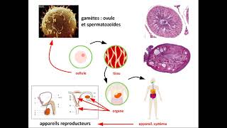 The Basics of Testicular Cancer 5 Ws [upl. by Viradis471]