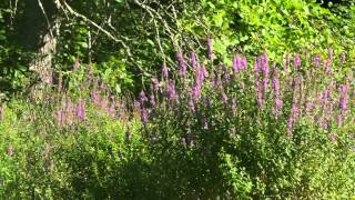 Lythrum Salicaria Purple Loosestrife [upl. by Massingill]