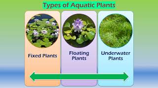 Adaptations in aquatic plants [upl. by Michelina418]