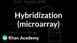 Hybridization microarray  Biomolecules  MCAT  Khan Academy [upl. by Alehc891]