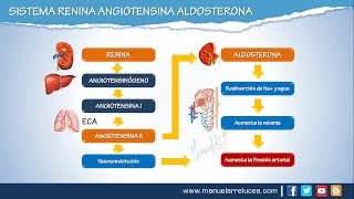 SISTEMA RENINA ANGIOTENSINA ALDOSTERONA  Morfofisiología [upl. by Anyat]