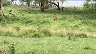 Waterbuck in Lake Nakuru [upl. by Crowell]