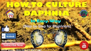 HOW TO CULTURE DAPHNIA In Easy Way [upl. by Airtemak179]