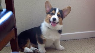 SMILING DOG  the Happiest Corgi Puppy [upl. by Garber]