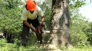 BEAUTIFUL lumber from a dying Sycamore tree [upl. by See]