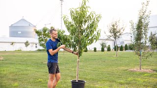 The BEST Way to Plant a Tree [upl. by Shandy]