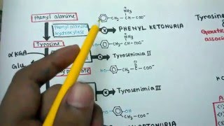 Tyrosine metabolism and genetic disorders accosiated with it [upl. by Johan]