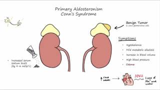 Aldosterone Mechanism of Action [upl. by Niwroc]