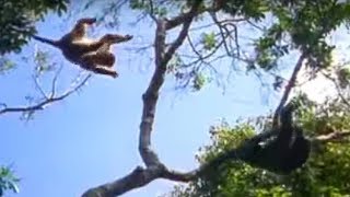 Ugandan Chimps Hunting  Life of Mammals  BBC Earth [upl. by Venn]